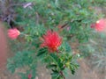 Callistemon AKA Red Spiky Flower