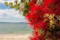 Callistemon, beautiful plant with red flowers, beach background and cloudy blue sky Royalty Free Stock Photo