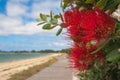 Callistemon, beautiful plant with red flowers, beach background and cloudy blue sky Royalty Free Stock Photo