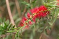 Callistemon blossoming branch Royalty Free Stock Photo