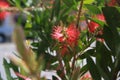 Callistemon or bottle brush flower. Close-up of red needle-like flower on the green shrub in yearly spring