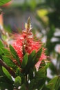 Callistemon or bottle brush flower. Close-up of red needle-like flower on the green shrub in yearly spring Royalty Free Stock Photo