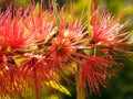 Callistemon, bottlebrush plant flowers , red bottle brush flower close up view in a garden in Cairo Egypt