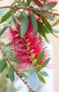 Callistemon. Royalty Free Stock Photo
