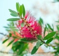 Callistemon. Royalty Free Stock Photo