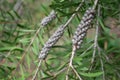 Branches of Callistemon, close-up. Royalty Free Stock Photo