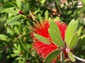 Callistemon Citrinus Royalty Free Stock Photo