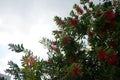 Callistemon citrinus blooms with red flowers in August. Rhodes Island, Greece Royalty Free Stock Photo