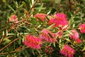 Callistemon citrinus red flower branch Royalty Free Stock Photo