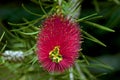 Callistemon citrinus, Crimson Bottlebrush Royalty Free Stock Photo