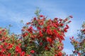 Callistemon Citrinus Flowering Shrub - Top Half - Crimson Red Bo