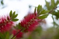 Callistemon citrinus, Melaleuca citrina, common red, crimson in bloom Royalty Free Stock Photo