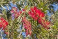 Callistemon citrinus, Melaleuca citrina Royalty Free Stock Photo