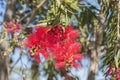 Callistemon citrinus, Melaleuca citrina Royalty Free Stock Photo