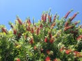 Callistemon Citrinus Plant Blossoming in South Daytona Royalty Free Stock Photo