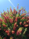 Callistemon Citrinus Plant Blossoming in South Daytona Royalty Free Stock Photo