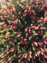 Callistemon Citrinus Plant Blossoming in South Daytona Royalty Free Stock Photo