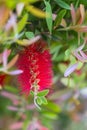 Callistemon citrinus red bottle brush tree blossom. Vertical. Royalty Free Stock Photo