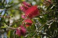 Callistemon citrinus tree