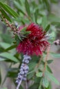 Callistemon citrinus. Very beautiful delicate flowering twig that grows in Turkey. Red delicate stamens of a flowering Royalty Free Stock Photo