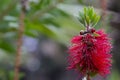 Callistemon citrinus. Very beautiful delicate flowering twig that grows in Turkey. Red delicate stamens of a flowering Royalty Free Stock Photo