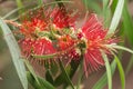 Callistemon close up Royalty Free Stock Photo