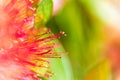 Callistemon close up flower bud Royalty Free Stock Photo