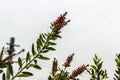 A Callistemon Closeup with Clean Background Royalty Free Stock Photo