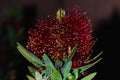 Callistemon is an evergreen tree or shrub in the Myrtle family Royalty Free Stock Photo