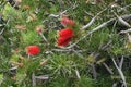 Callistemon family Myrtaceae - small tree with scarlet bottlebrush flowers Royalty Free Stock Photo