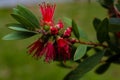 Callistemon first red flowers in spring on green background Royalty Free Stock Photo