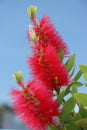 Callistemon flower Royalty Free Stock Photo