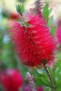 Callistemon flower Royalty Free Stock Photo