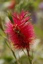 Callistemon flower Mauve Mist