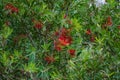 Callistemon Flowers Royalty Free Stock Photo