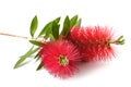 Callistemon flowers Royalty Free Stock Photo