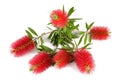 Callistemon flowers Royalty Free Stock Photo