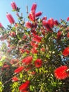 Callistemon flowers Royalty Free Stock Photo