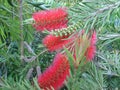 Callistemon. Flowers Of Turkey Royalty Free Stock Photo