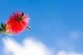 Callistemon flowers in a vibrant blue sky background. Royalty Free Stock Photo