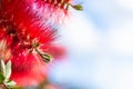 Callistemon flowers in a vibrant blue sky background. Royalty Free Stock Photo