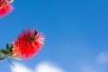 Callistemon flowers in a vibrant blue sky background. Royalty Free Stock Photo