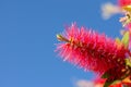 Callistemon flowers in a vibrant blue sky background. Royalty Free Stock Photo