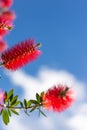 Callistemon flowers in a vibrant blue sky background. Royalty Free Stock Photo