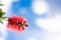 Callistemon flowers in a vibrant blue sky background. Royalty Free Stock Photo