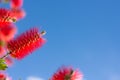 Callistemon flowers in a vibrant blue sky background. Royalty Free Stock Photo