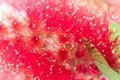 Callistemon close up flower bud