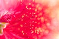 Callistemon close up flower bud