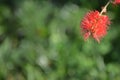 Red Callistemon or  bottlebrush bush flower, space for text Royalty Free Stock Photo