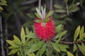 Red Callistemon or  bottlebrush bush flower Royalty Free Stock Photo